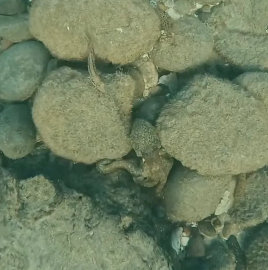A California two-spot octopus tucked between fuzzy algae-covered boulders