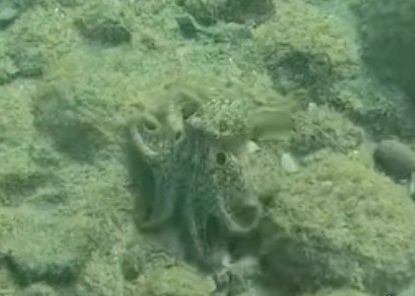 A California two-spot octopus blending into green algae on the reef