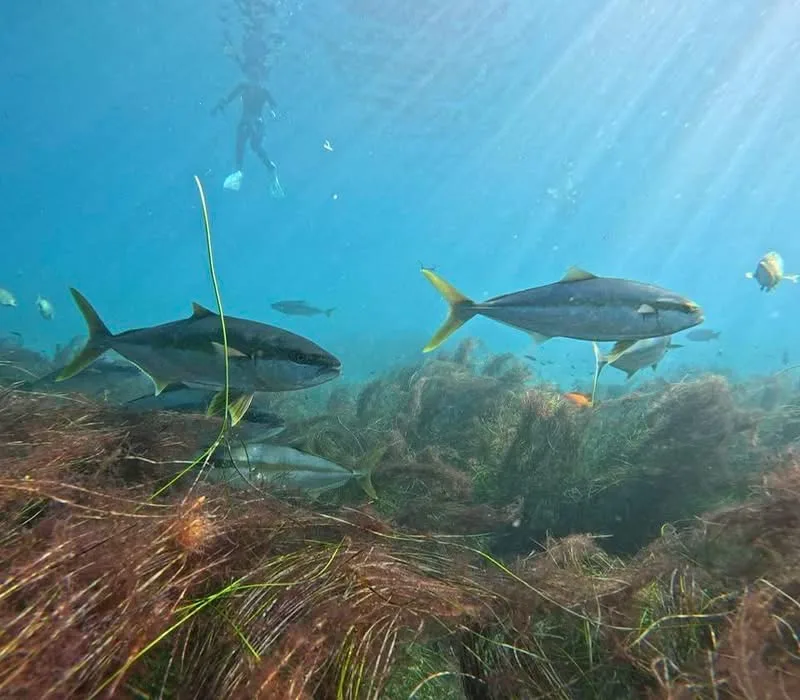 Several California yellowtail swimming over a reef covered in brown algae and seagrass, with a snorkeler at the surface above