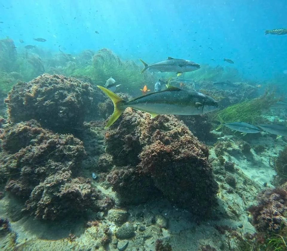 Several California yellowtail swimming between algae-covered boulders and seagrass
