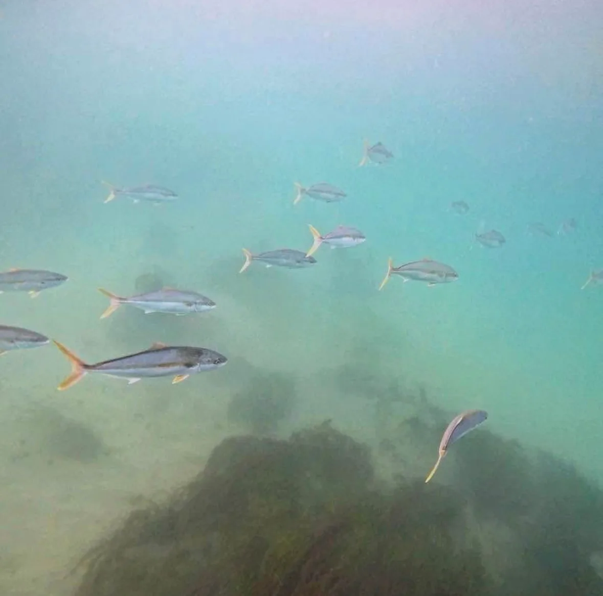 A school of California yellowtail swimming above a reef in green water