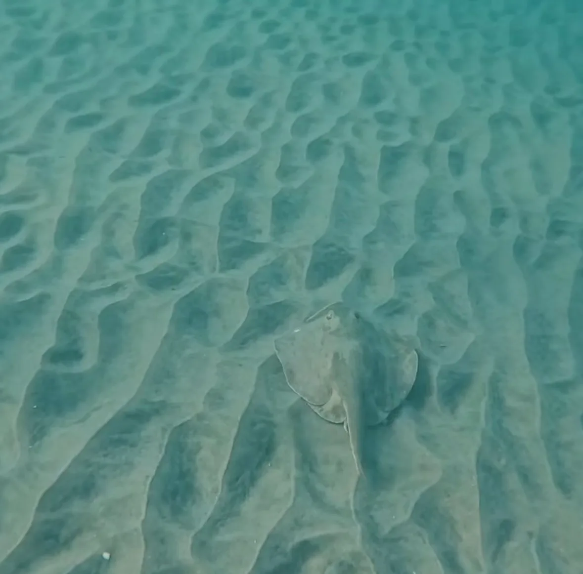 A diamond stingray resting on rippled sand