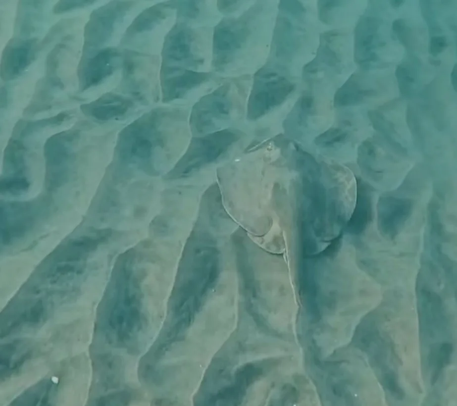 A diamond stingray on rippled sand, seen from above
