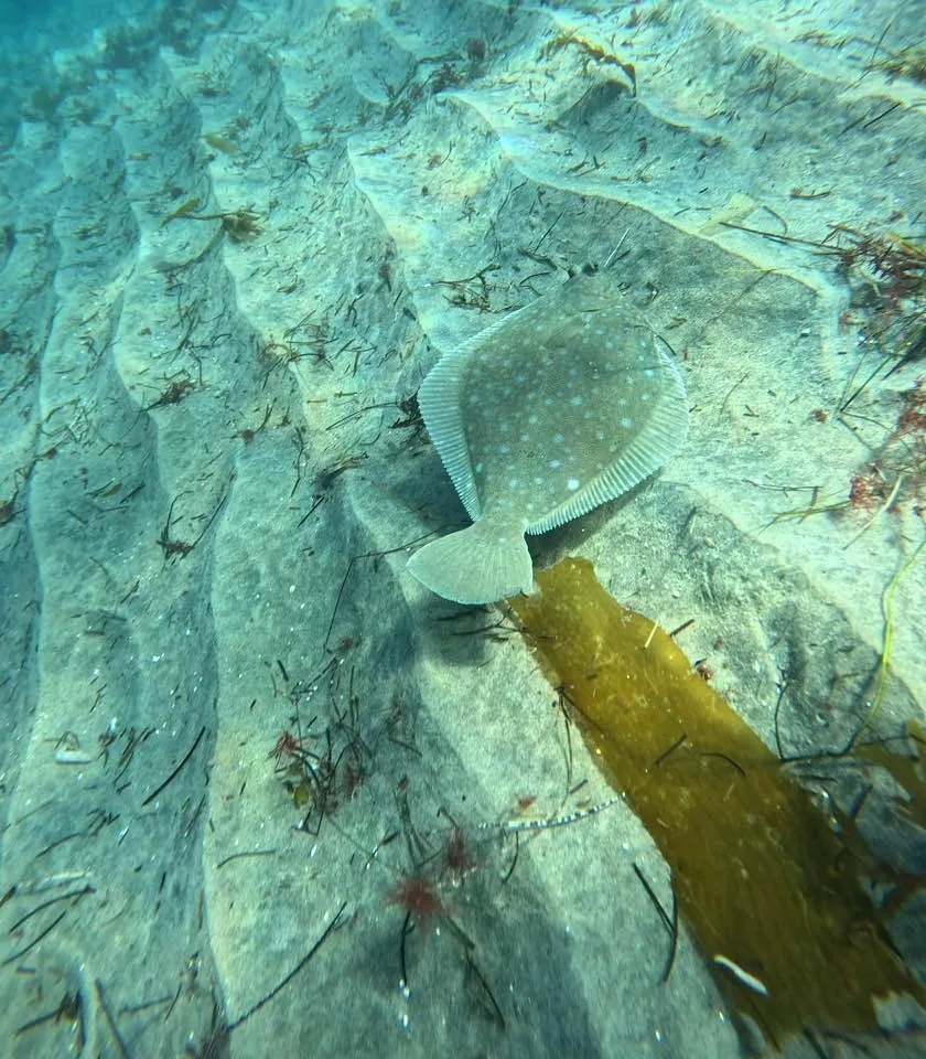 A diamond turbot resting on rippled sand next to a blade of kelp