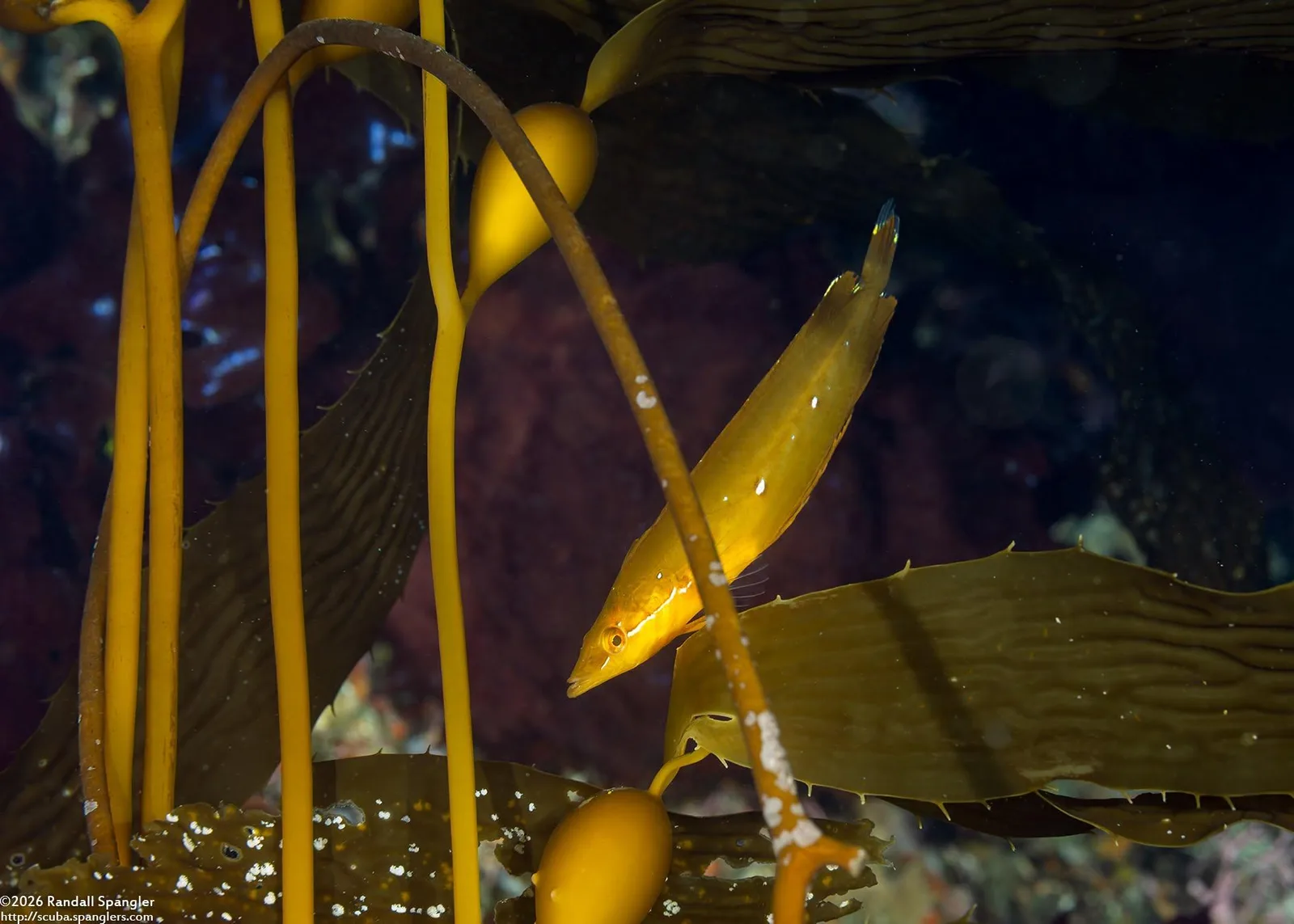 A juvenile giant kelpfish hiding among golden giant kelp stipes and blades