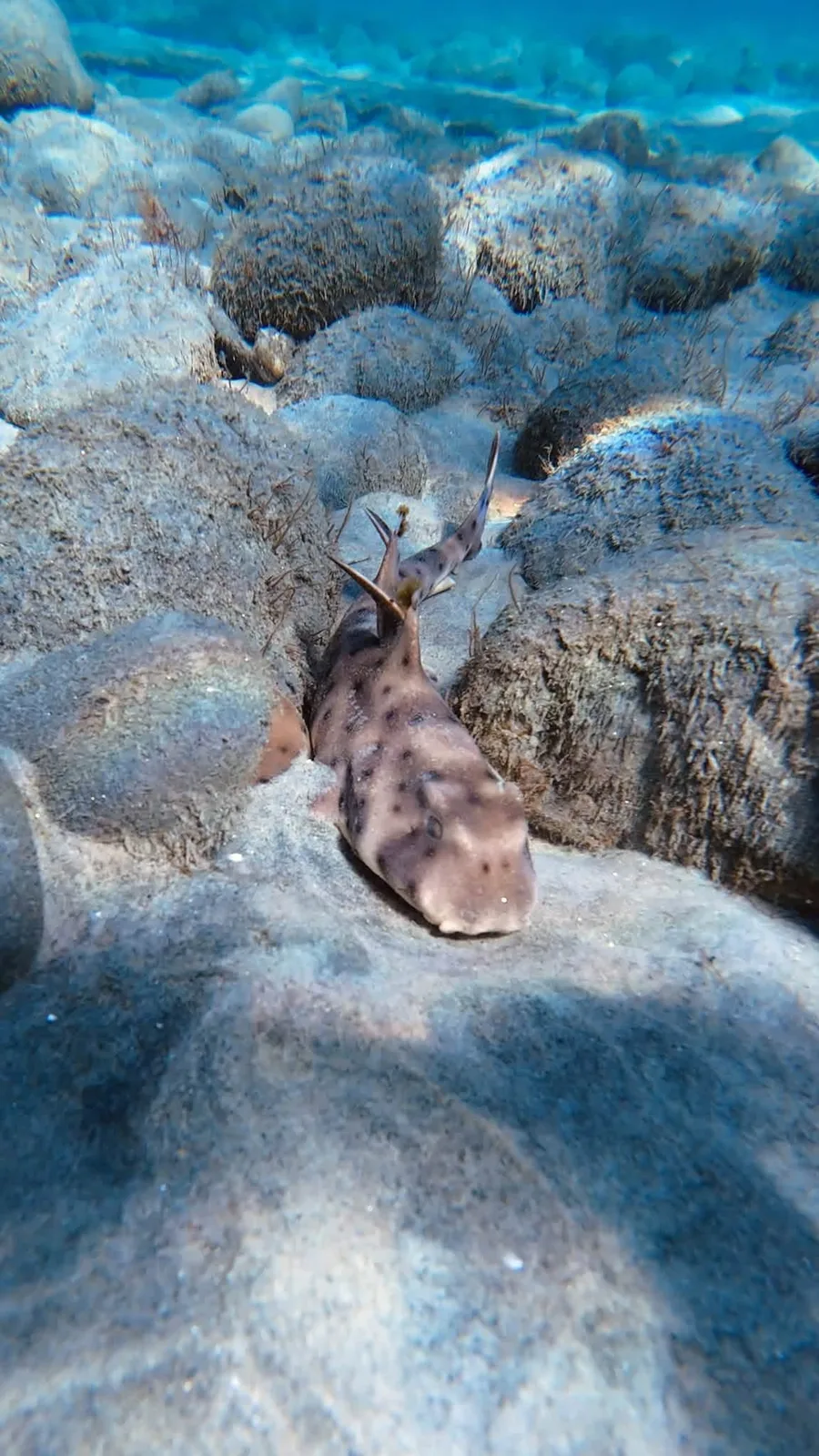 A horn shark resting head first between algae-covered cobbles on sand