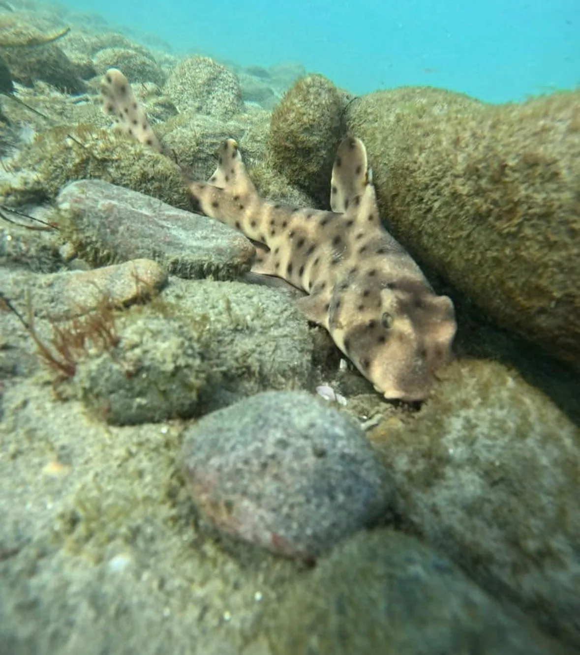 A horn shark resting head first between algae-covered rocks on sand