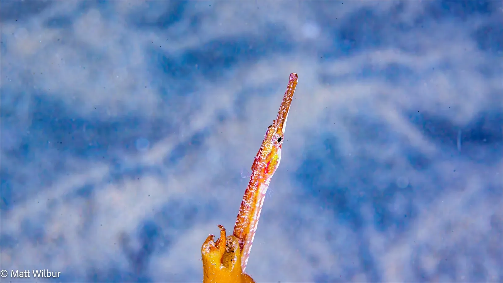A bay pipefish, the eelgrass form of this species, with a long, thin snout against a yellow-orange frond of algae
