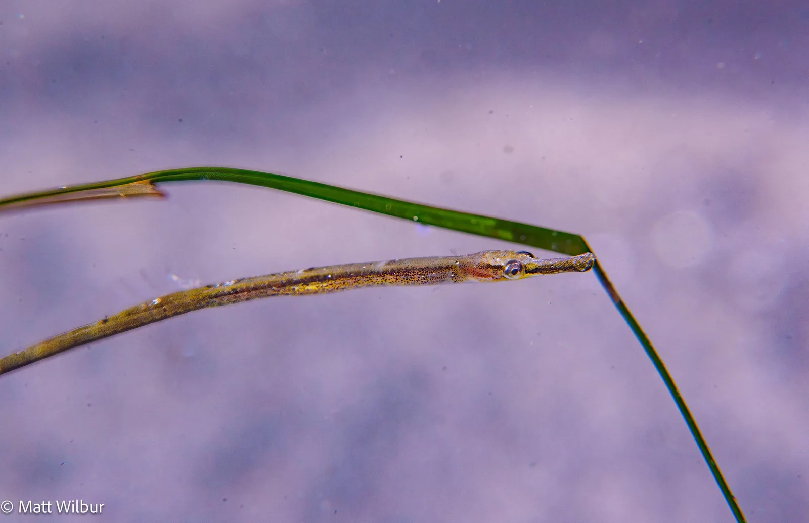 A tiny, thin kelp pipefish lying along a green blade of eelgrass