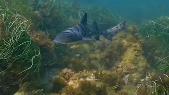 A leopard shark swimming low over algae-covered reef between clumps of seagrass