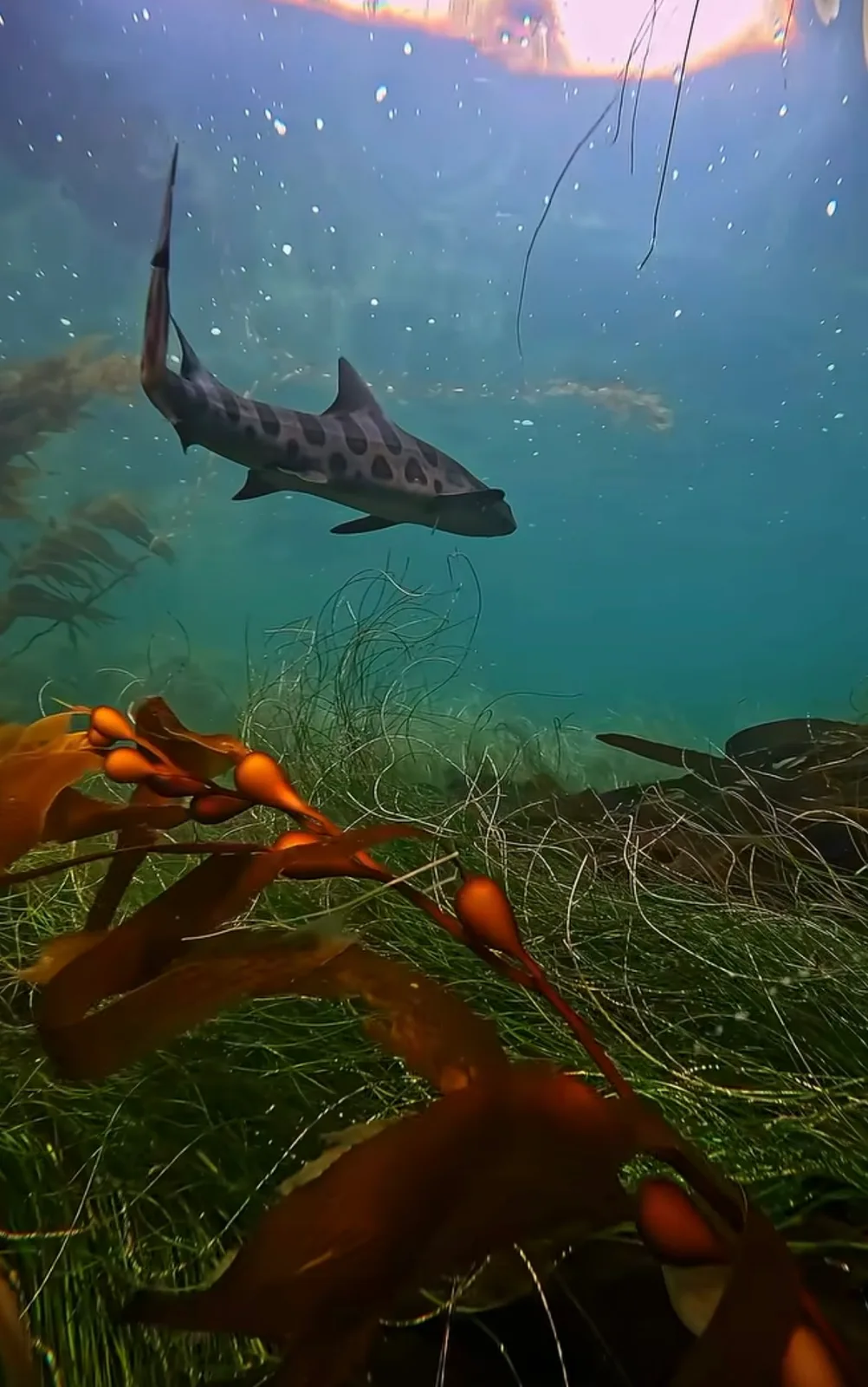 A leopard shark swimming over surfgrass and kelp in shallow water