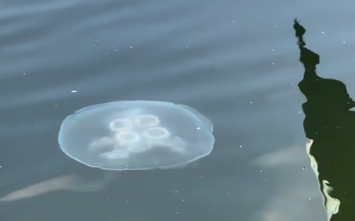A moon jelly near the surface, the 4 pale rings showing through its clear bell