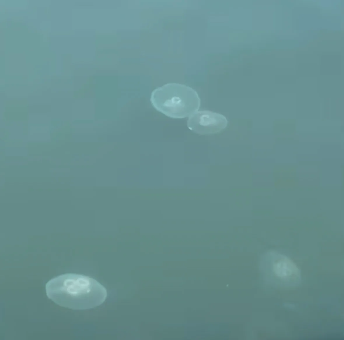 Several moon jellies drifting in green bay water