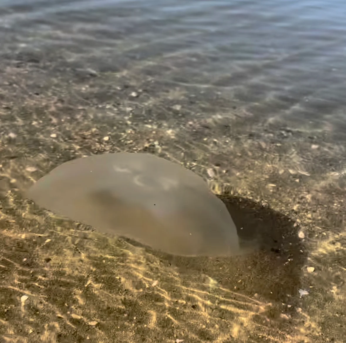 A moon jelly in shallow water over a sandy bottom