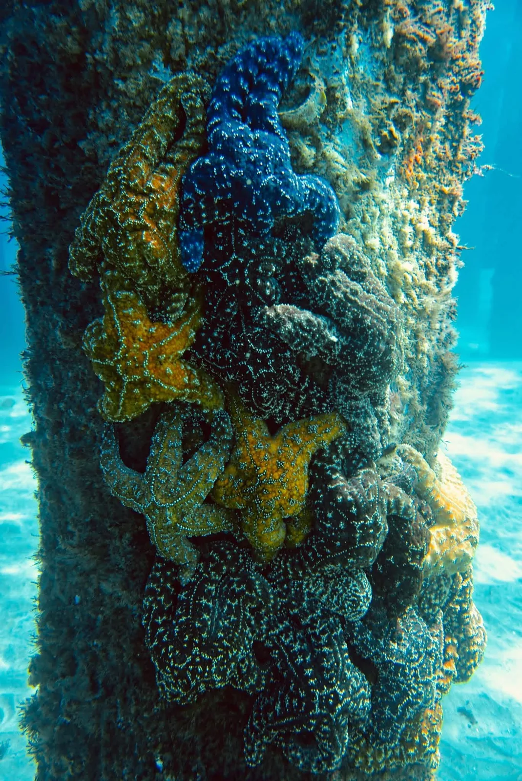 A cluster of ochre sea stars in purple, orange and brown stacked on a pier piling