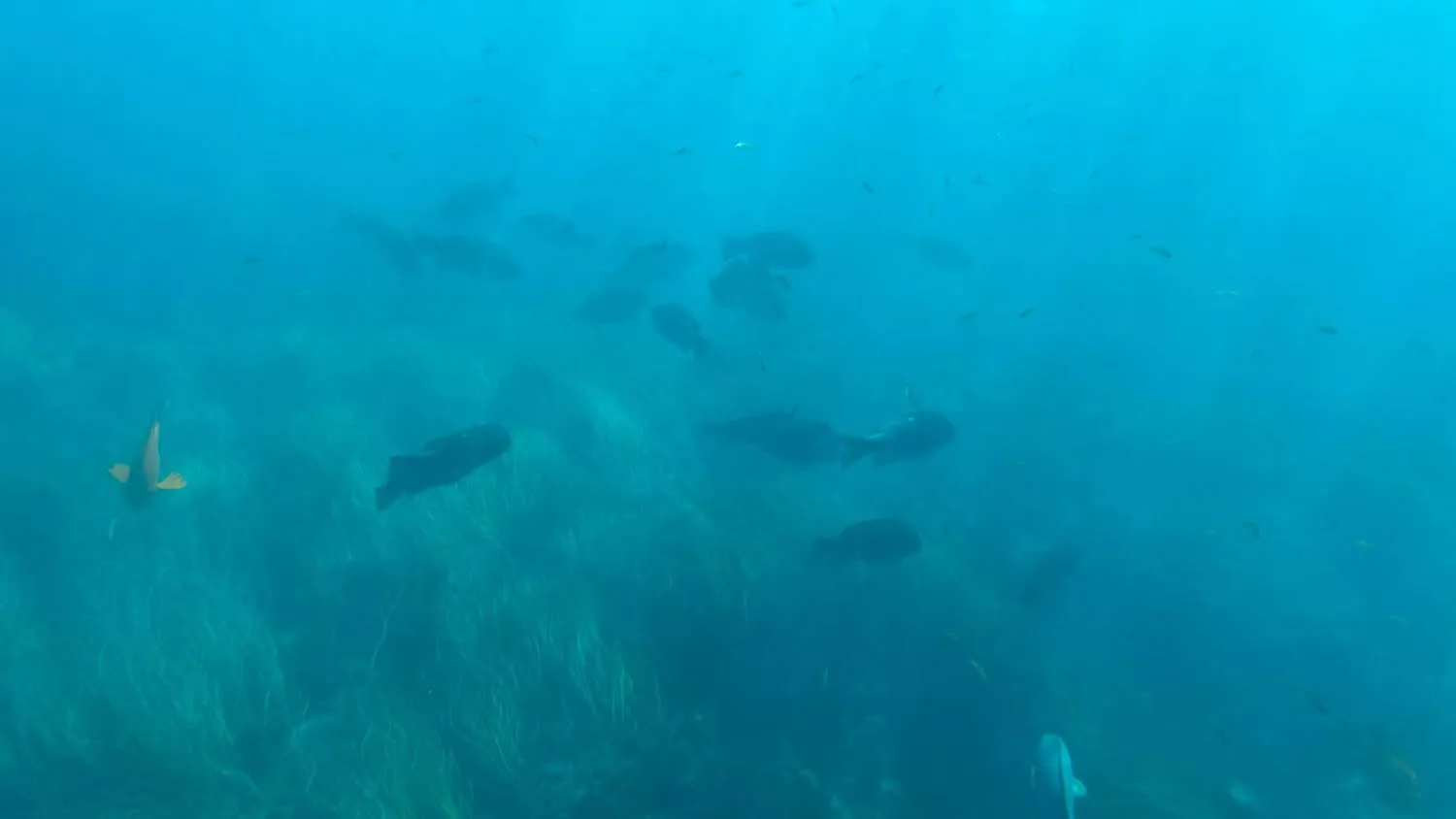 A school of opaleye over a reef covered in seagrass, with a garibaldi at the left edge