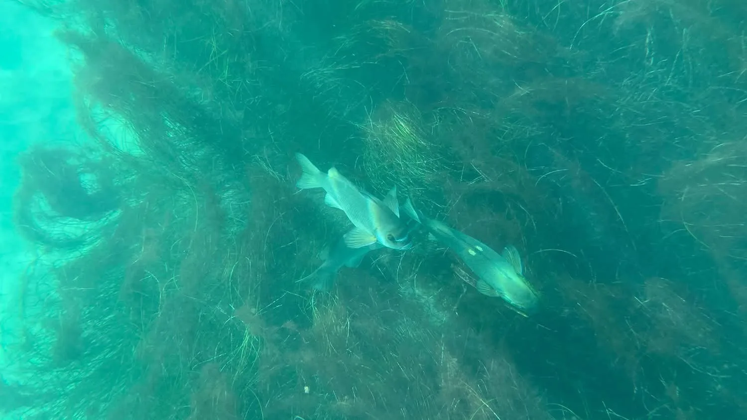 Two opaleye swimming over a reef thick with algae, the pale spots on one's back showing