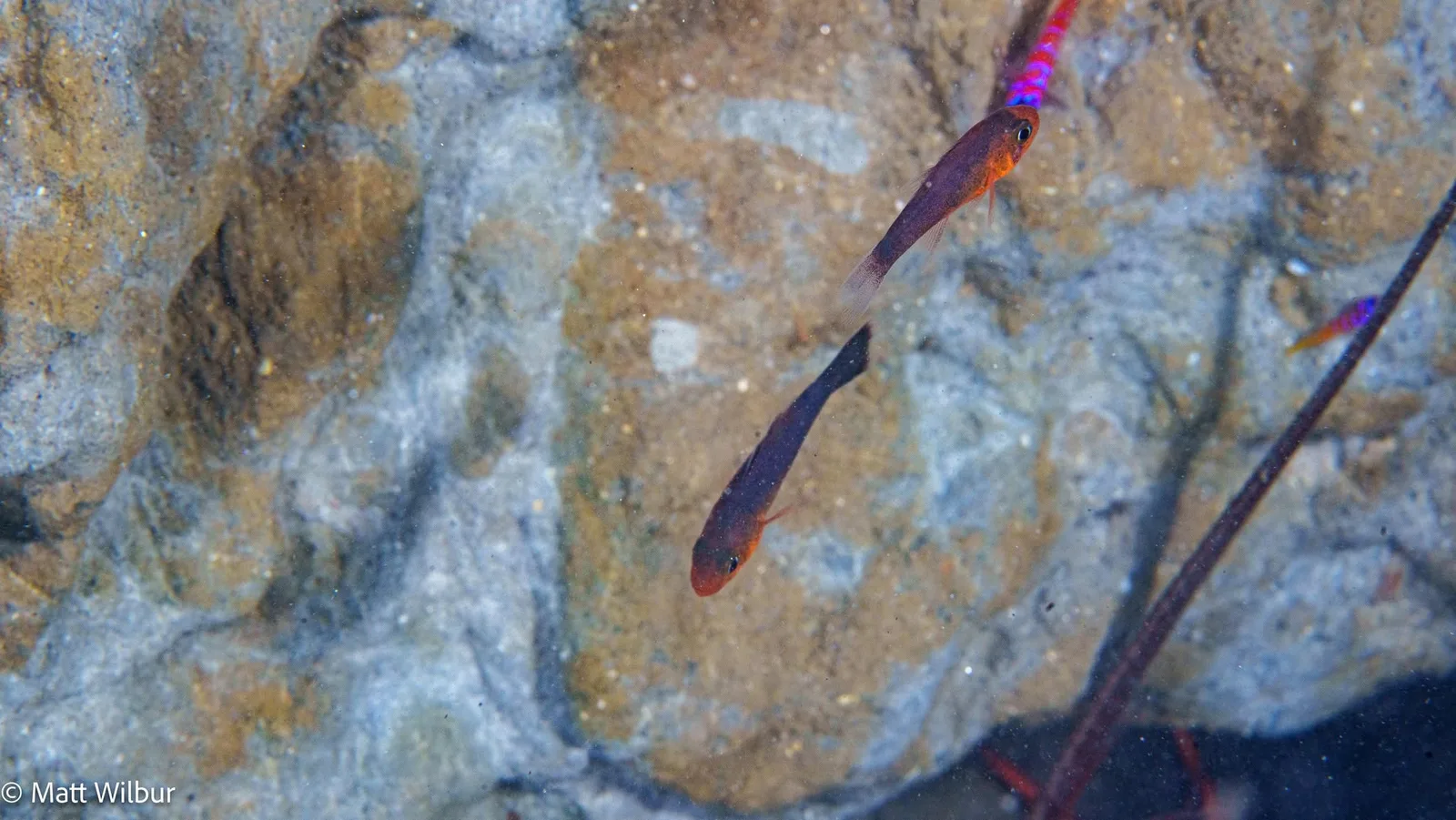 2 slender plain cardinalfish, purple and orange, near rock
