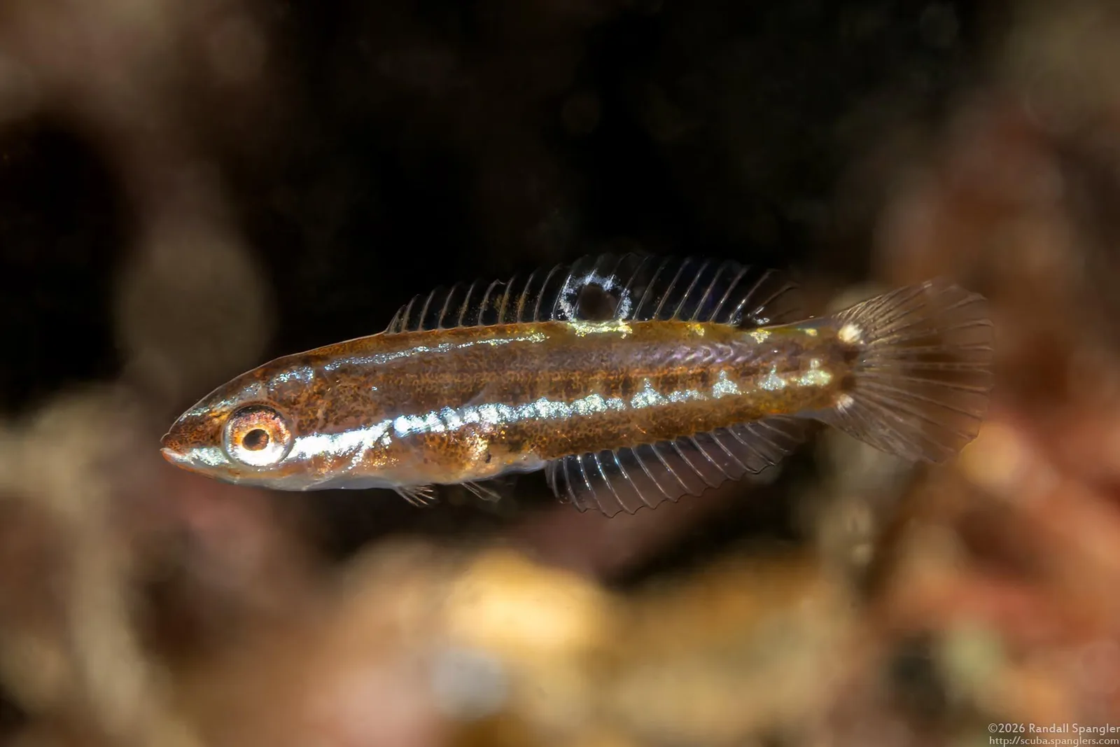 A juvenile rock wrasse with a pale stripe along its side, swimming over the reef