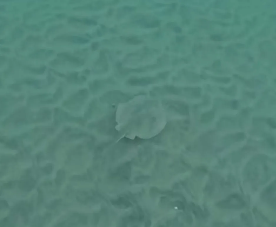 A round stingray gliding over rippled sand, seen from above