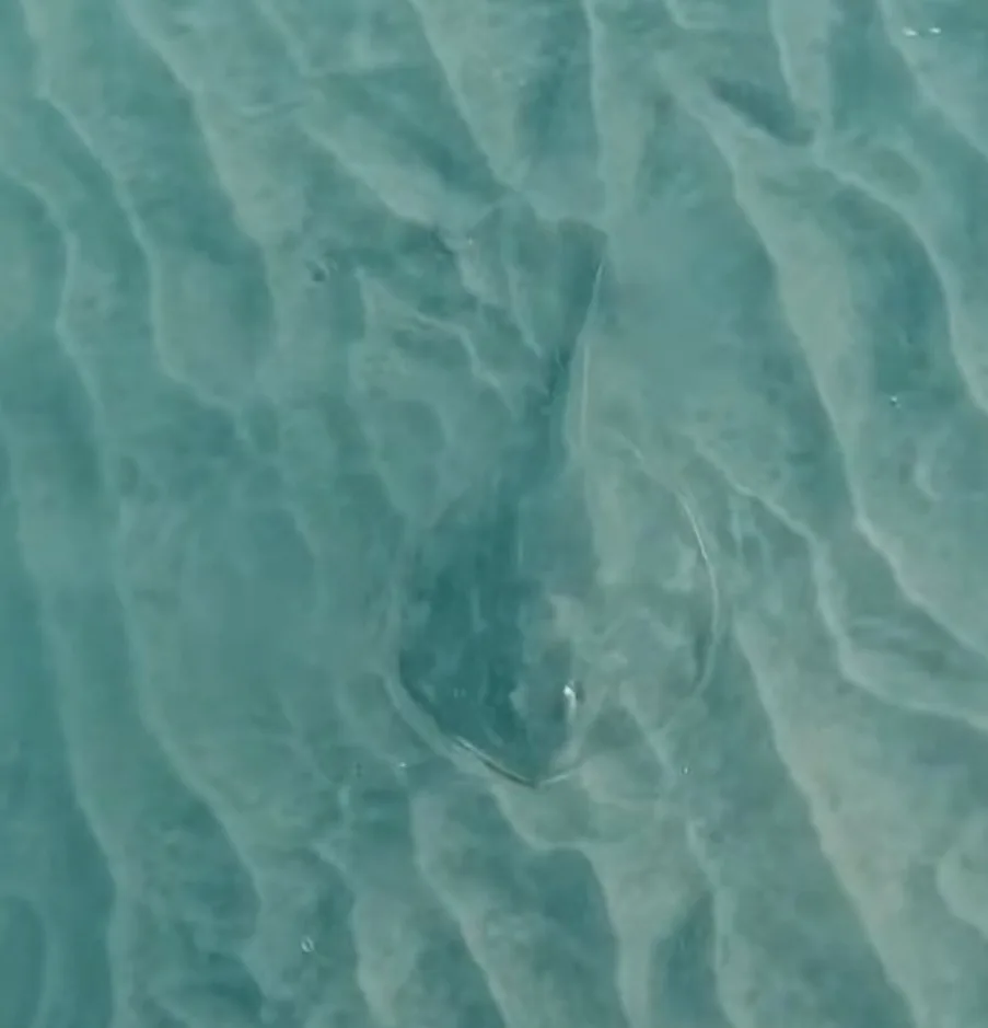 A round stingray half buried in rippled sand