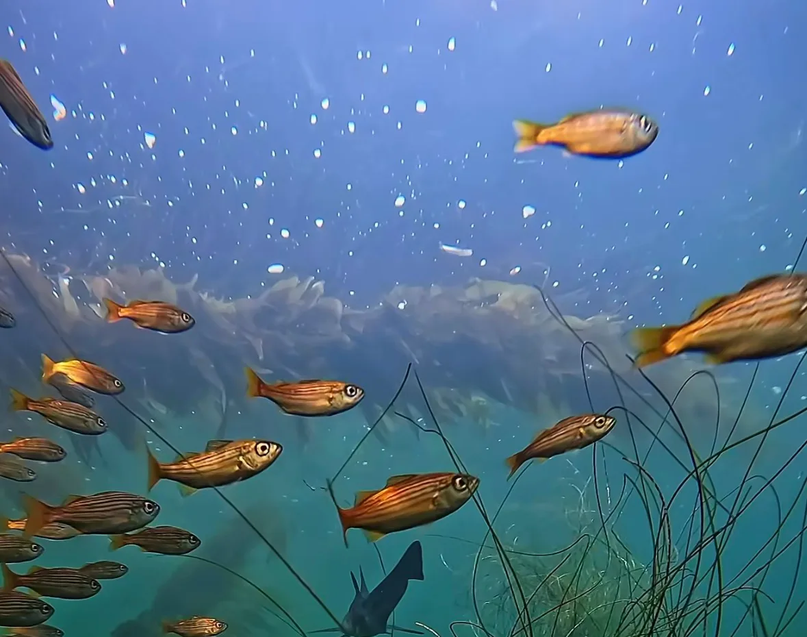 A school of salema with gold stripes swimming over surfgrass, a leopard shark's tail just below