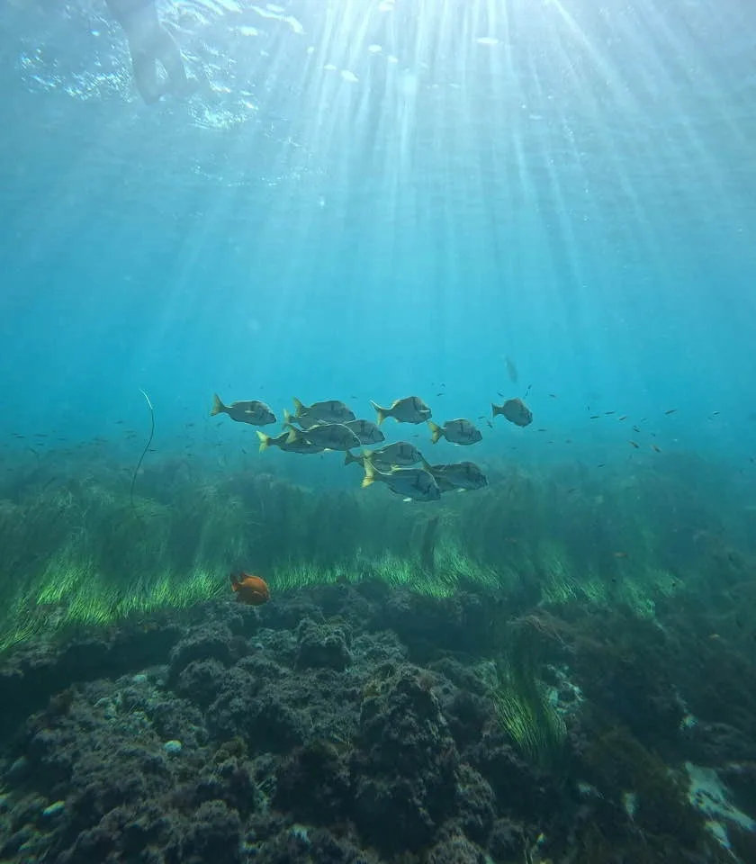 A school of sargo swimming in sunbeams above seagrass and rocky reef