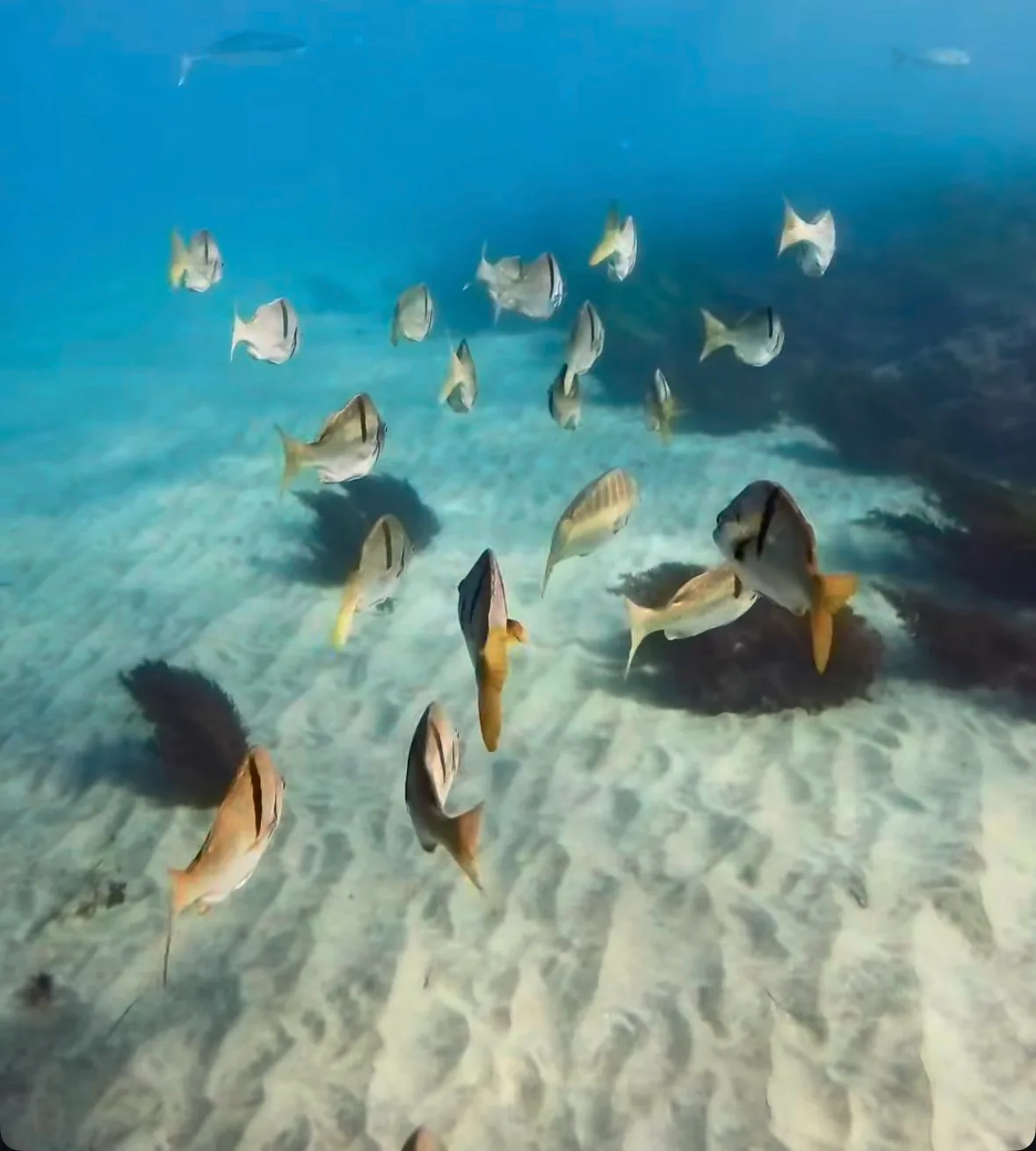A school of sargo swimming over rippled sand, the dark bar on each side showing