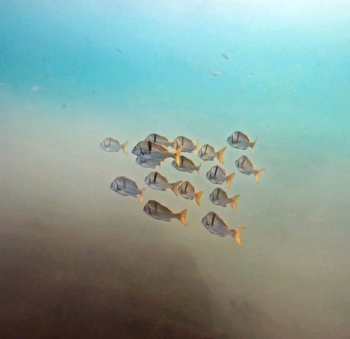 A small school of sargo in green water, the dark bar on each side showing