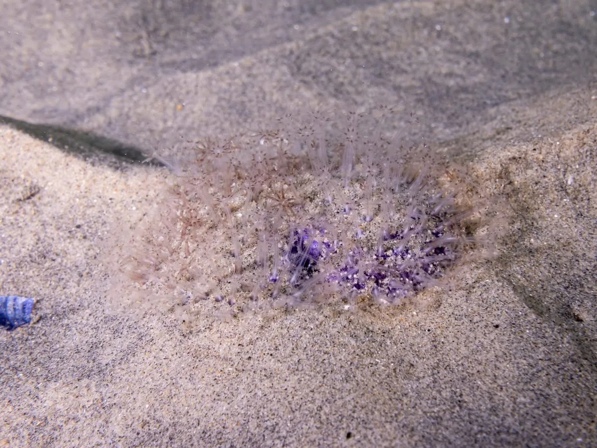 Sea Pansy photo