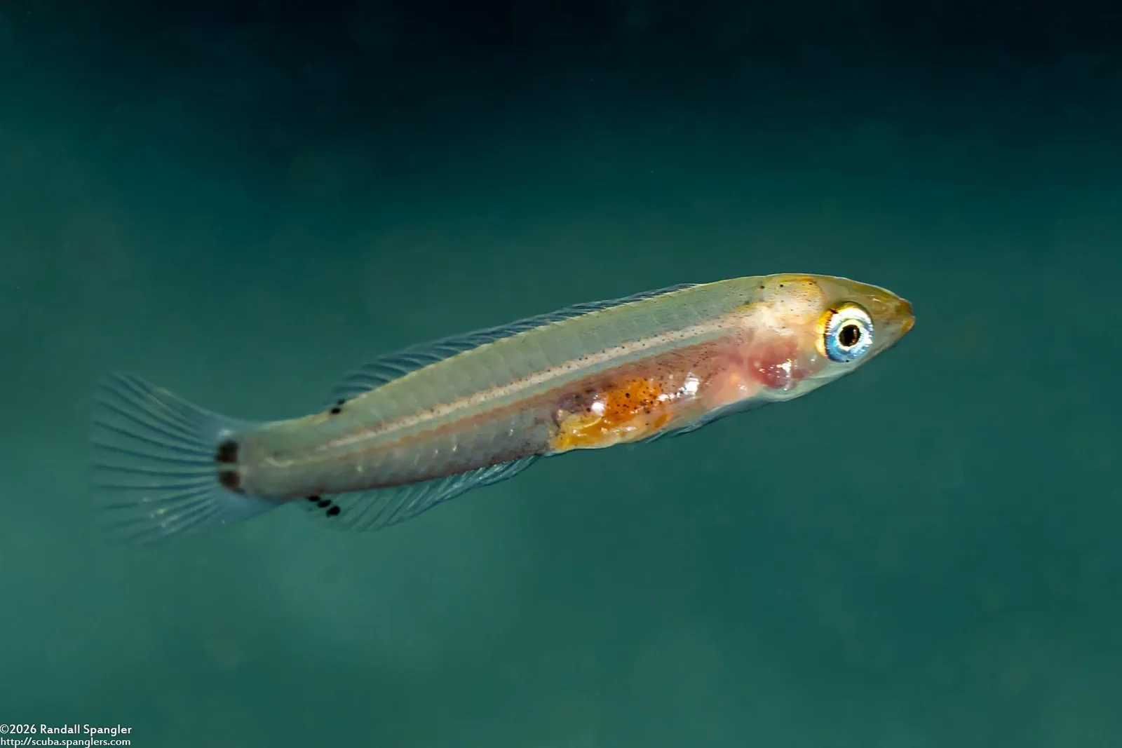 A juvenile senorita swimming in green water, its body nearly see-through