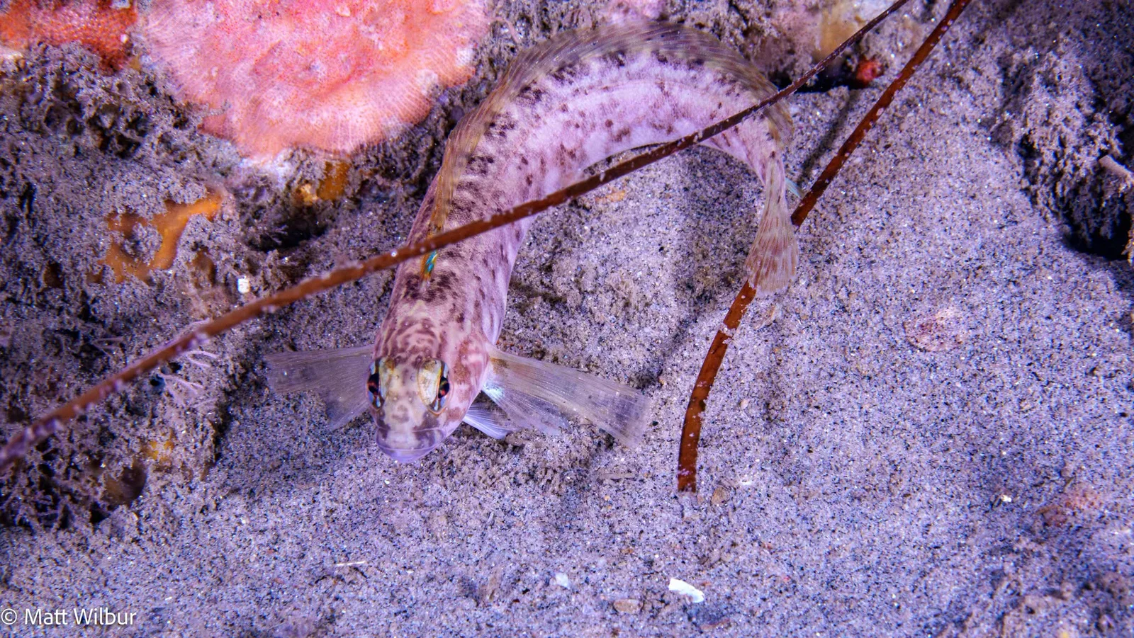 A stripefin ronquil resting on rock among thin red branches
