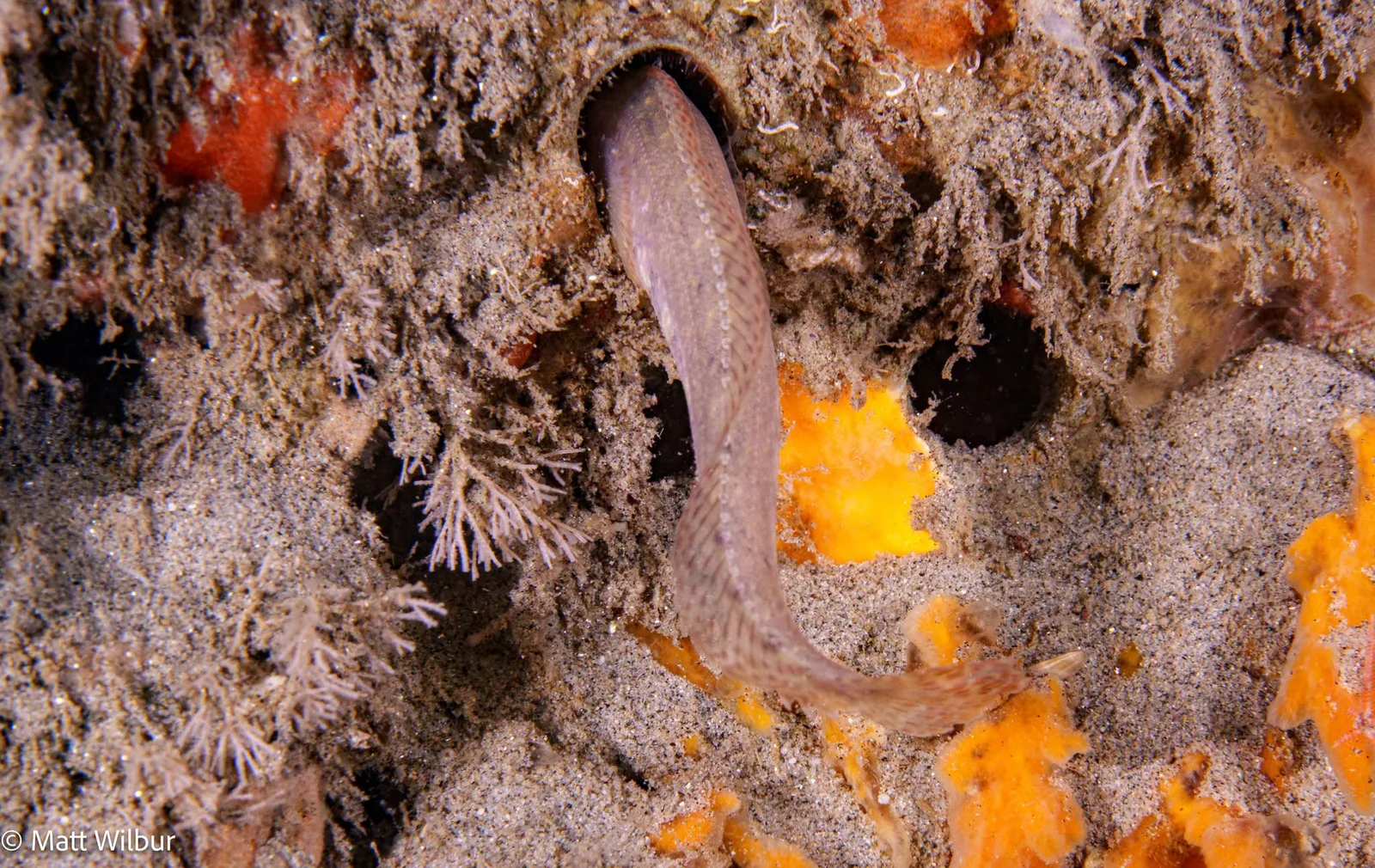 A stripefin ronquil partly out of a hole in a sponge-covered rock