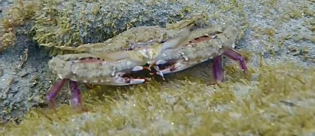 A Xantus' swimming crab on sand coated with a fine film of green algae, its mottled tan shell held low over purple-tinged legs