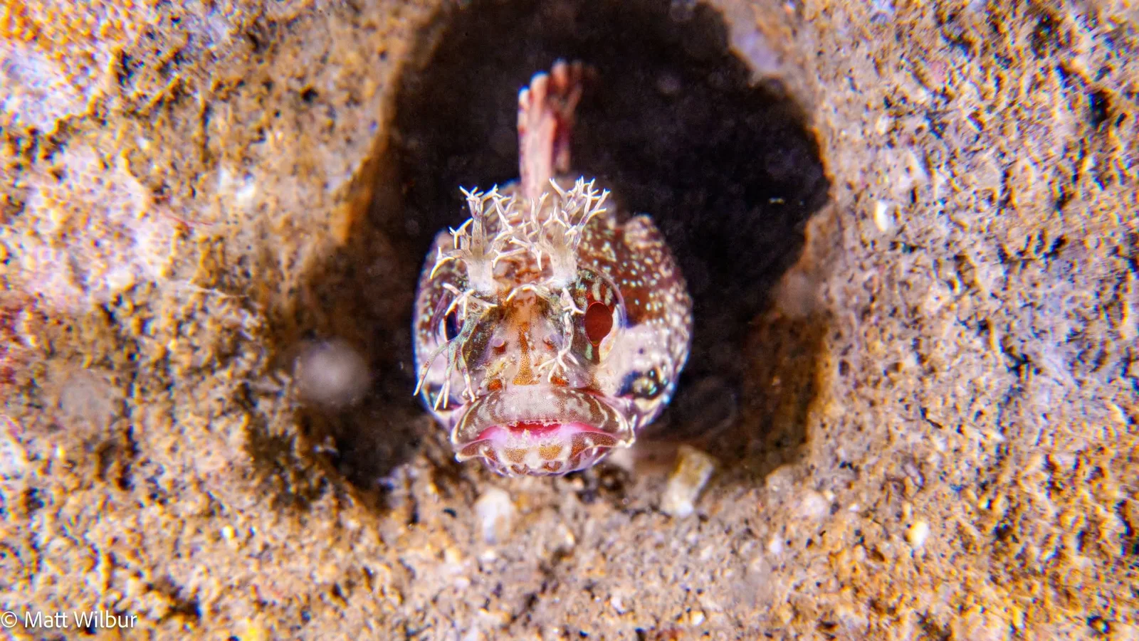 A yellowfin fringehead looking out of a hole, with pale frilly fringes on its head