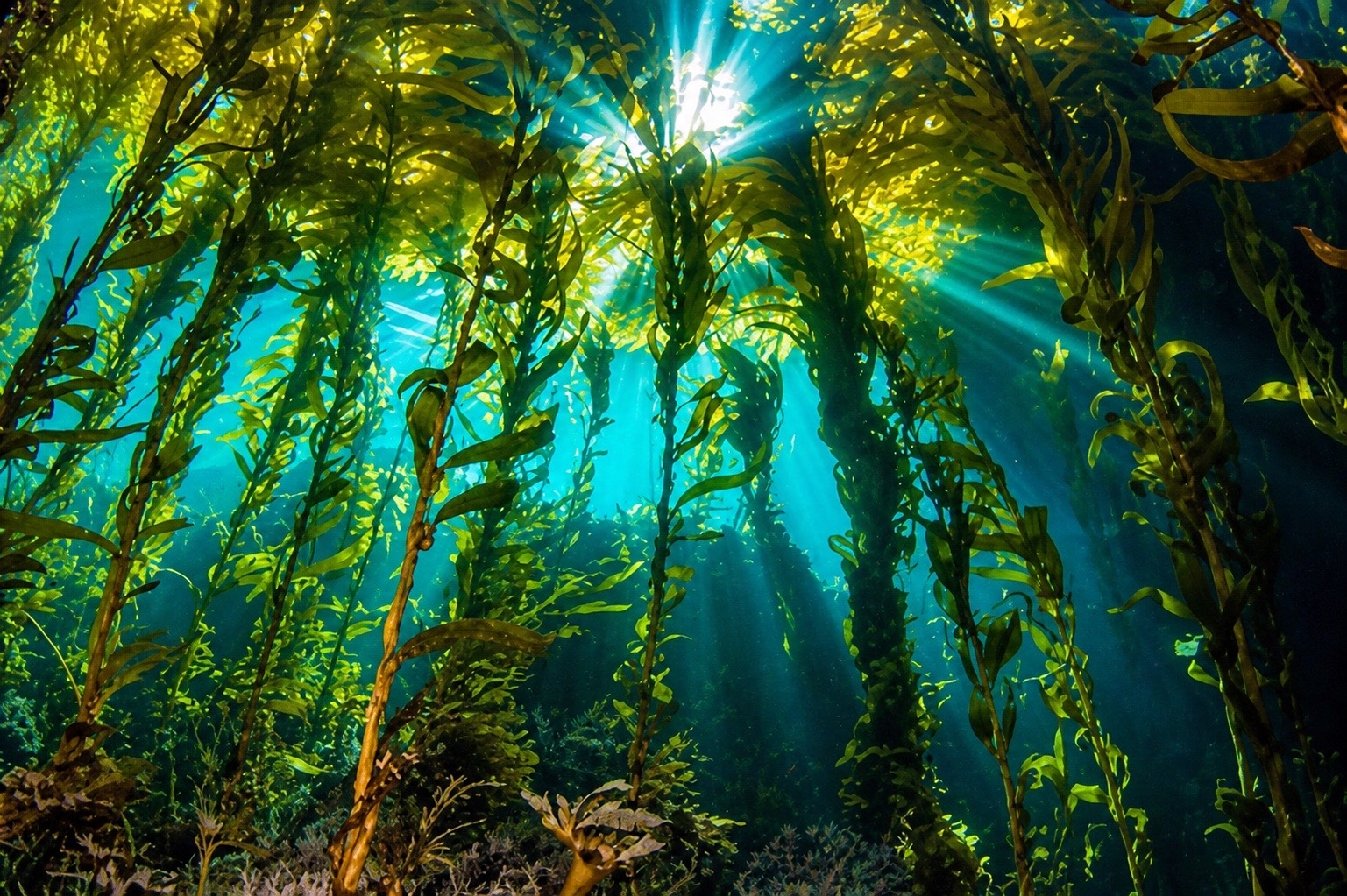 Sunlight cutting through a giant kelp forest off the Southern California coast