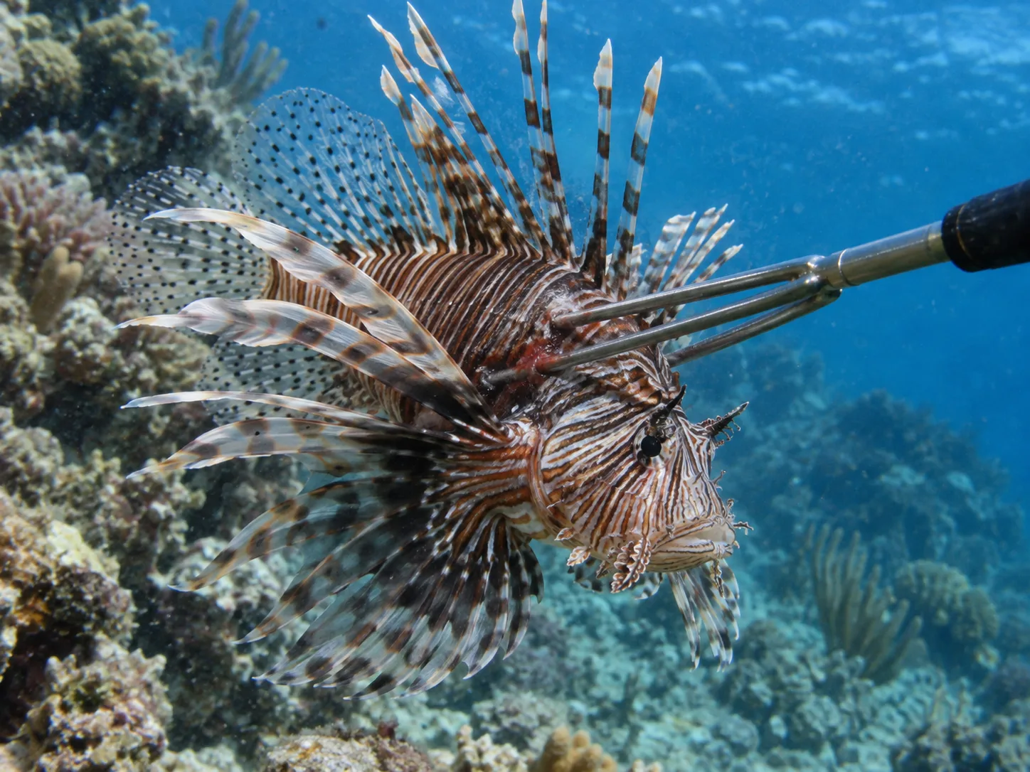 A diver's pole spear holds a lionfish just off a coral reef.