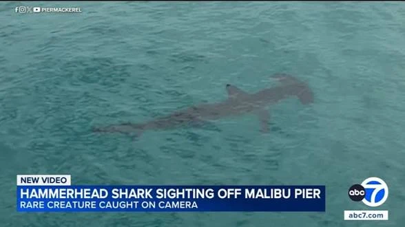 A hammerhead shark swimming just under the surface of green water off Malibu Pier