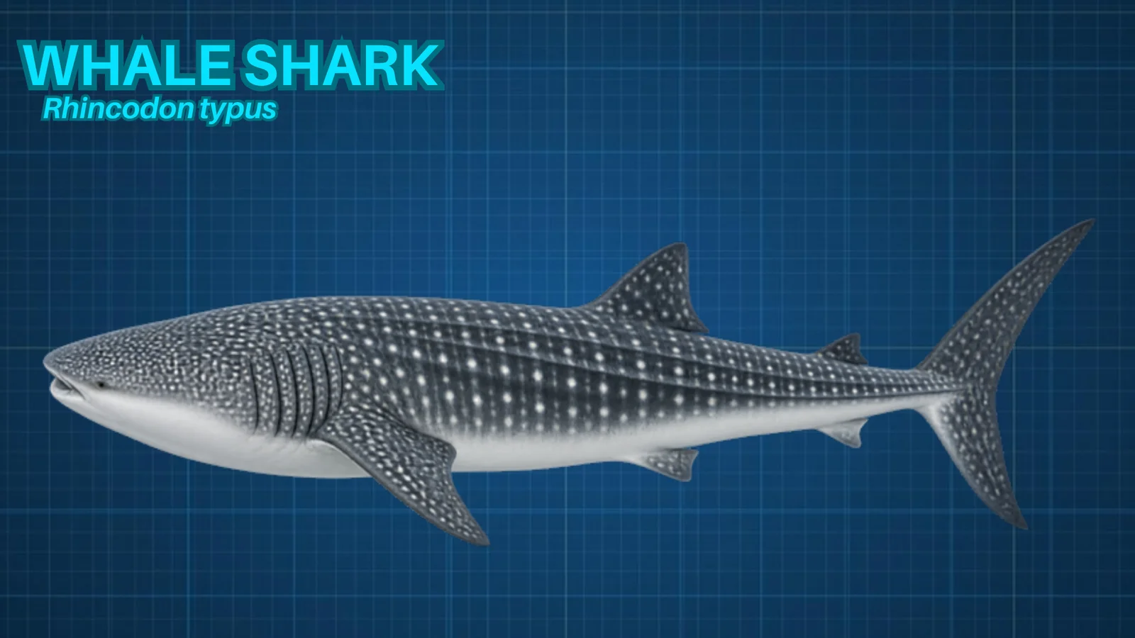 Blueprint-style illustration of a whale shark