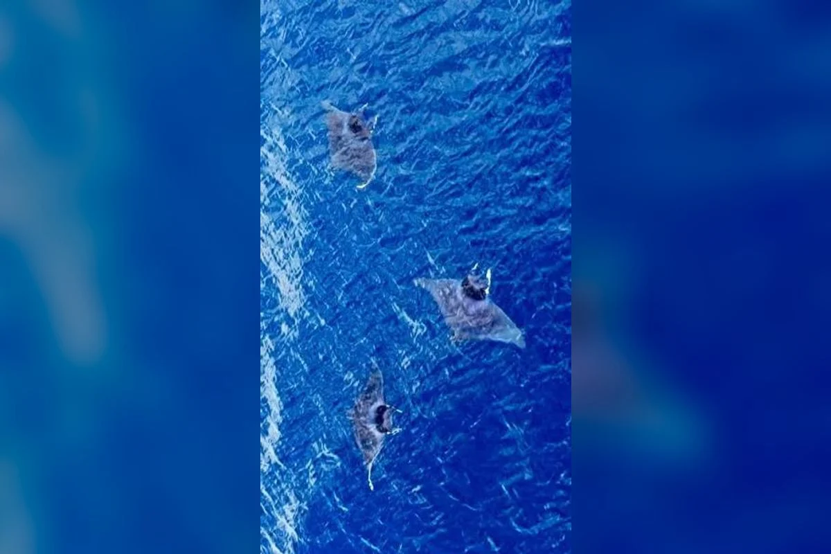 Aerial view of 3 spinetail devil rays swimming at the surface of blue water