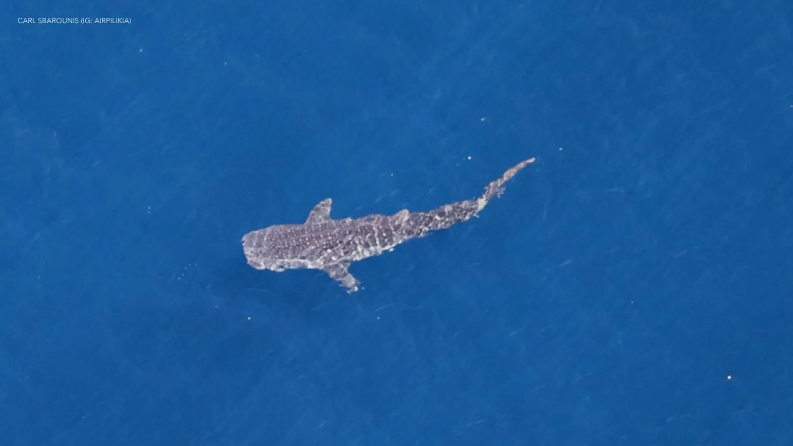 Aerial photo of a whale shark swimming at the surface of deep blue water