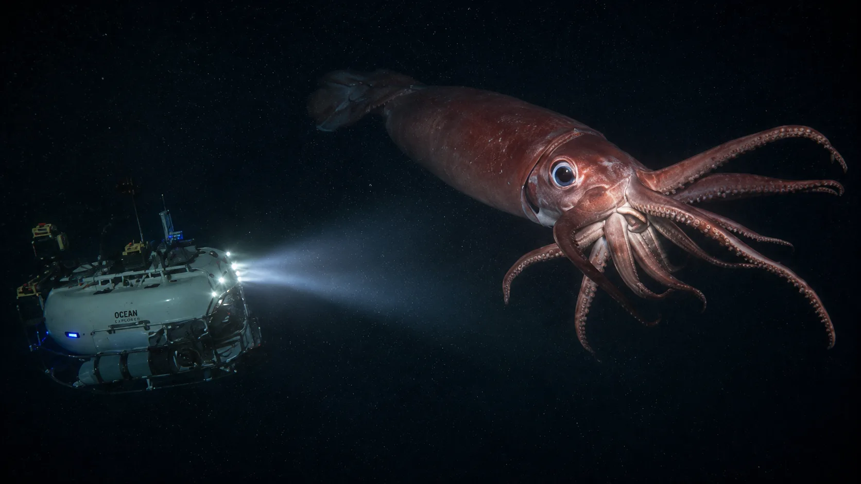 Giant Squid Are Much More Common Than We Think... We Just Didn't Know Where To Look