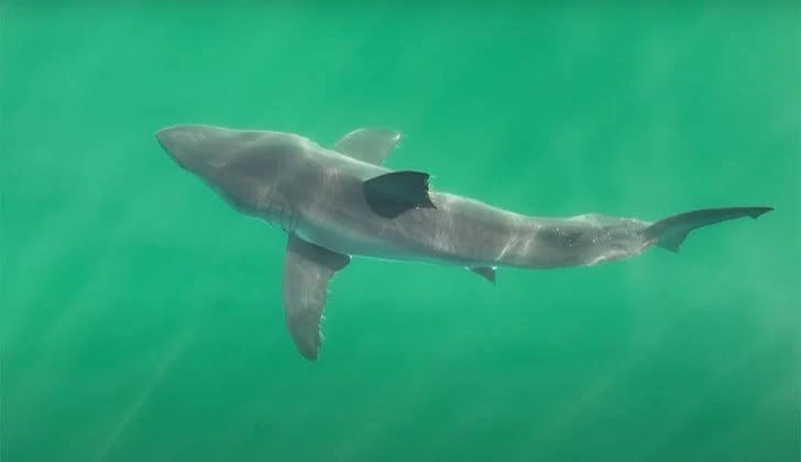 Circling at Tower 16: An Adult White Shark Closes 2 Miles of Huntington Beach's Water