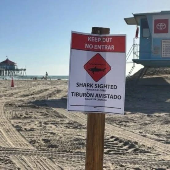 A red and white Keep Out sign reading Shark Sighted, Water Is Closed, posted on a wooden stake in the sand at Huntington Beach with the pier and a lifeguard tower behind it