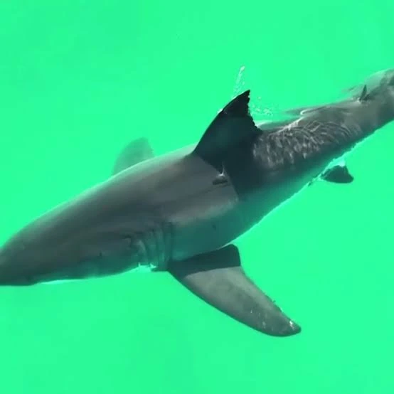 A white shark seen from directly above, swimming through green water with its pectoral fins spread