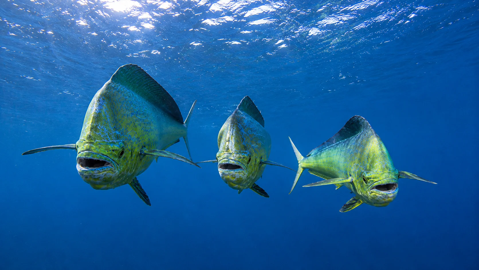 Seven Percent: The Storm Aid Puerto Rico's Fisheries Are Still Waiting For