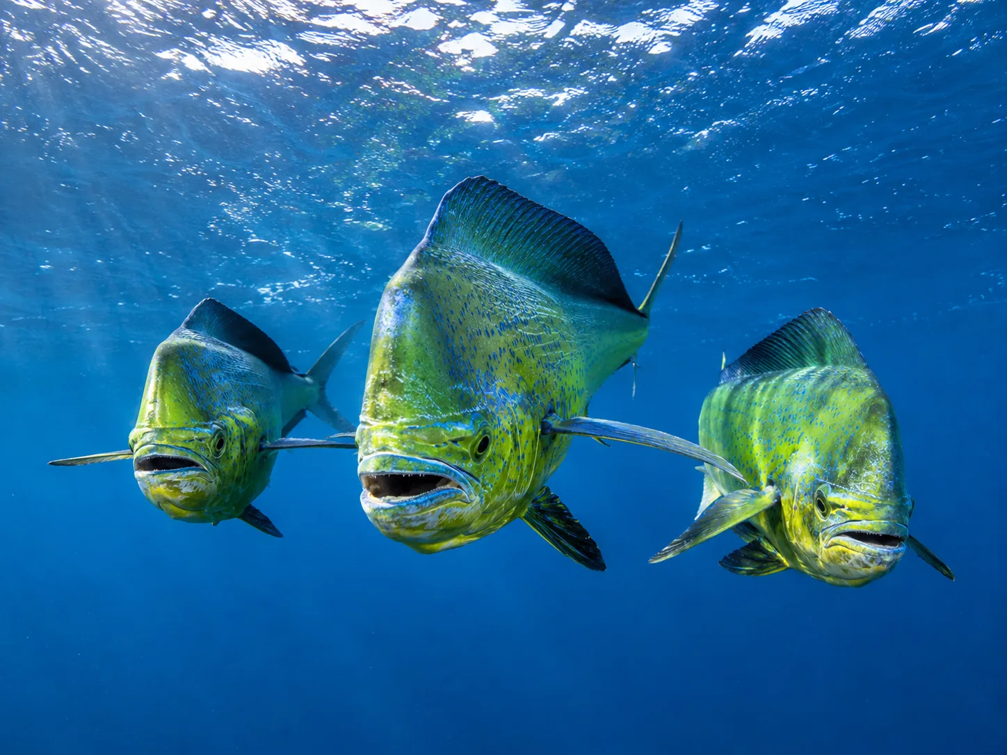 Seven Percent: The Storm Aid Puerto Rico's Fisheries Are Still Waiting For
