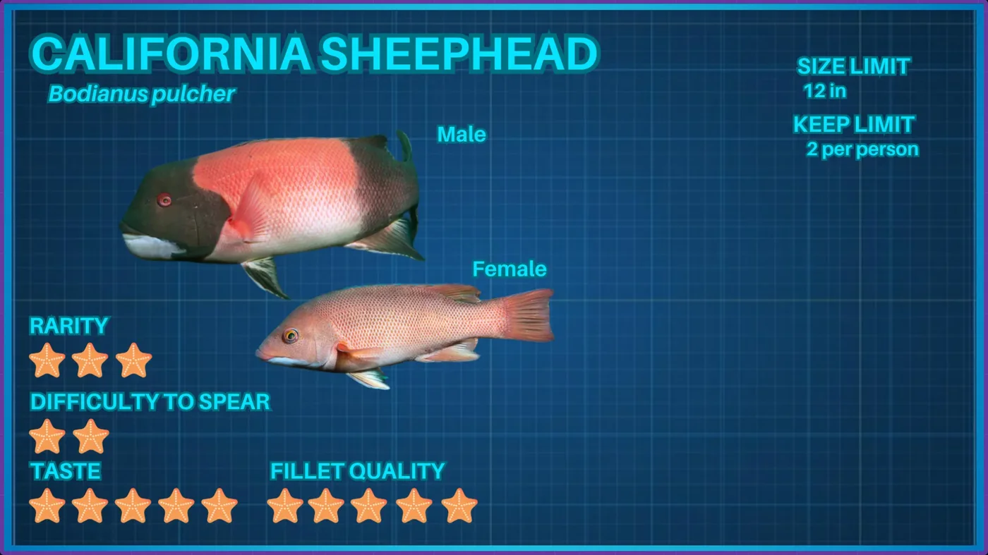 The California Sheephead ID card from the Ichthyopedia, with rarity, spearing difficulty, taste, and take limits